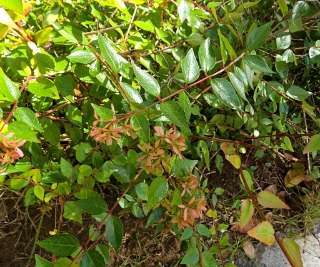 Glossy abelia