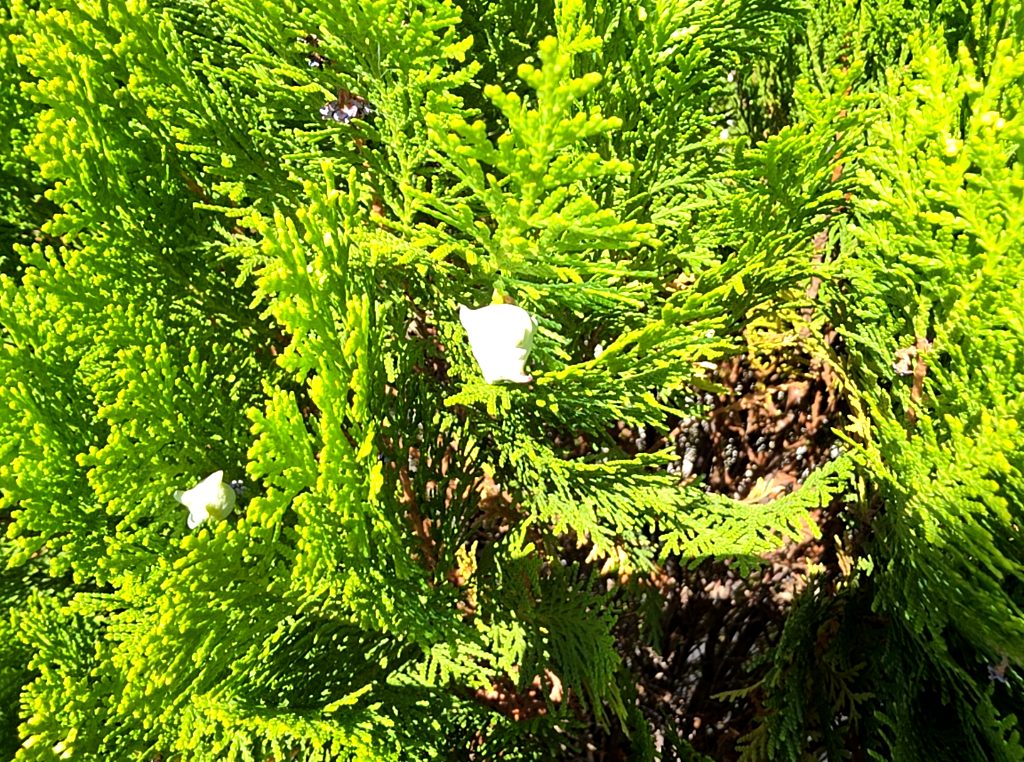 Platycladus orientalis photo 1