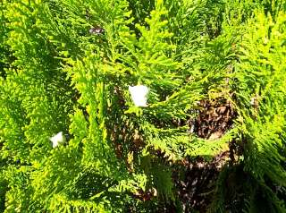 Platycladus orientalis