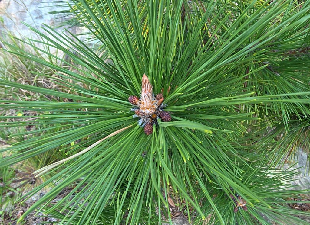 Pinus nigra photo 1