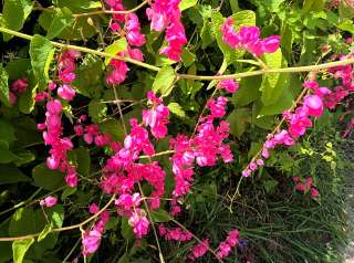Antigonon leptopus