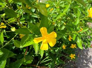Turnera ulmifolia