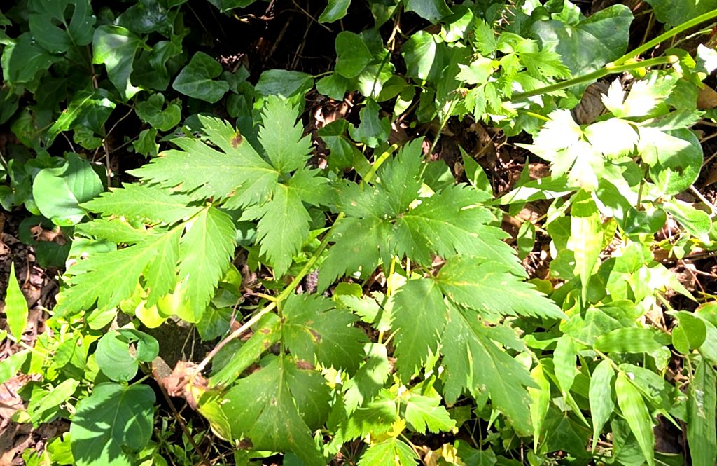 Xanthorhiza simplicissima 사진 1