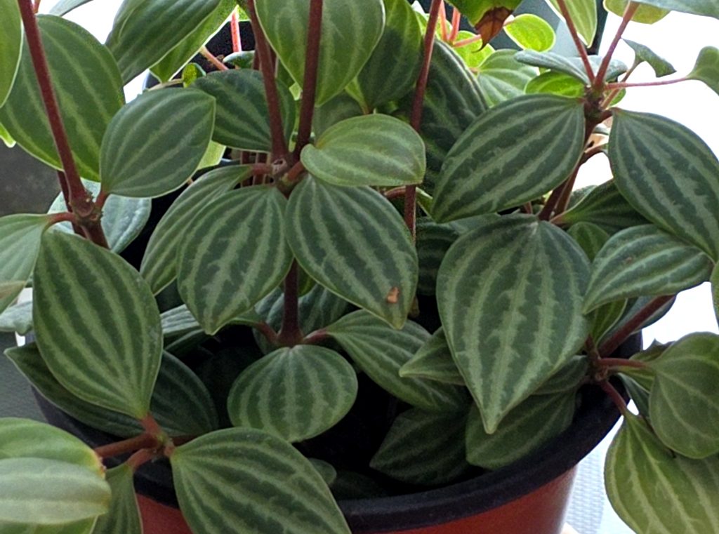 Peperomia tetragona 사진 1