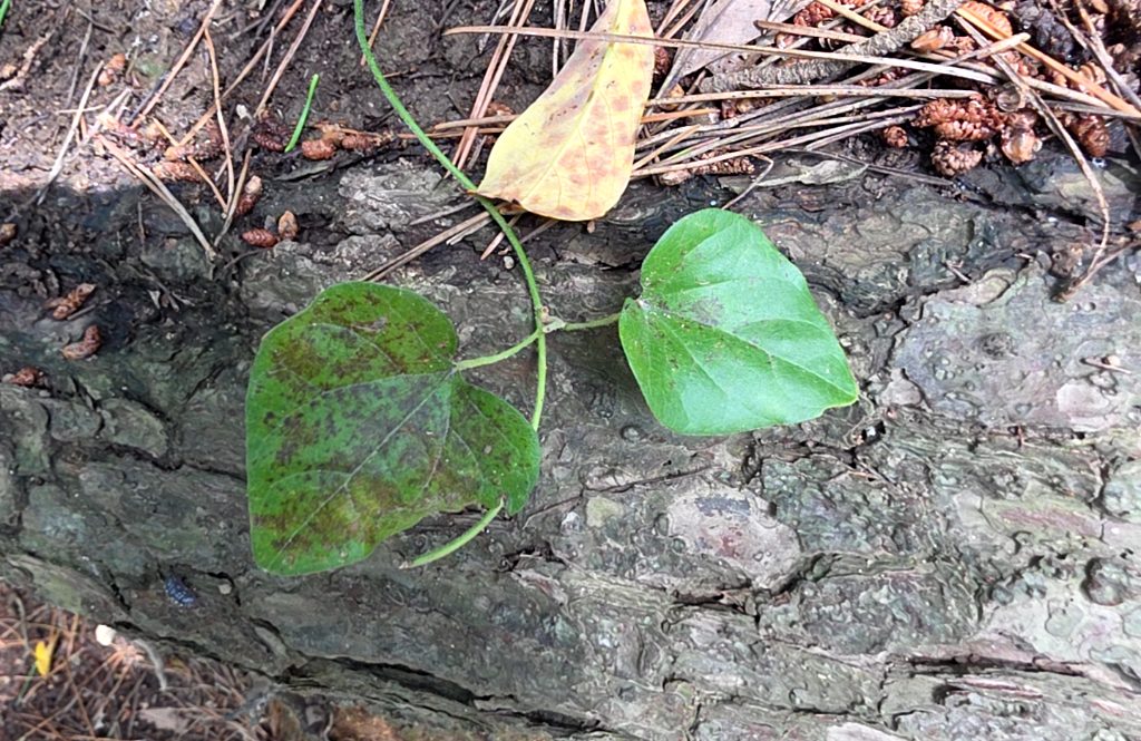 Nephroia carolina 사진 1