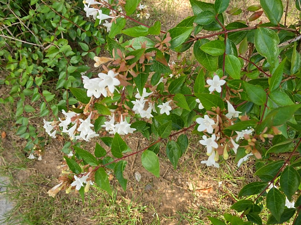 Glossy abelia photo 1