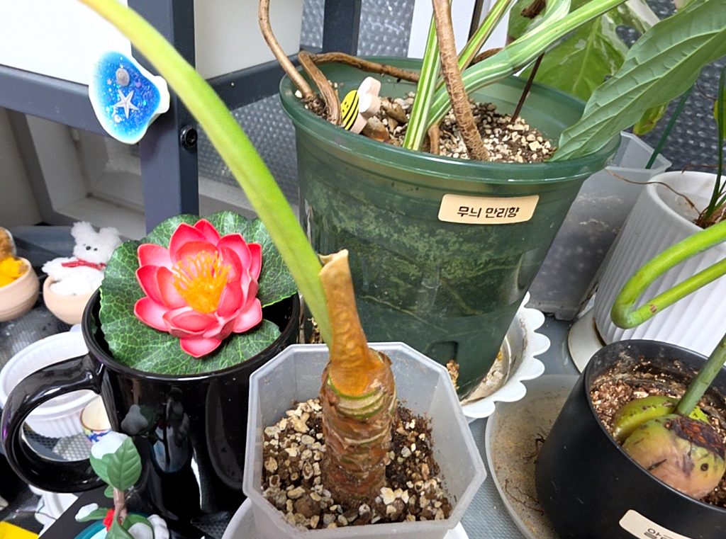 Hippeastrum reginae 사진 1