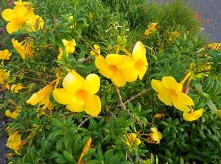 Allamanda cathartica