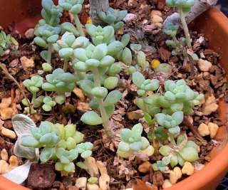 Sedum mendozae