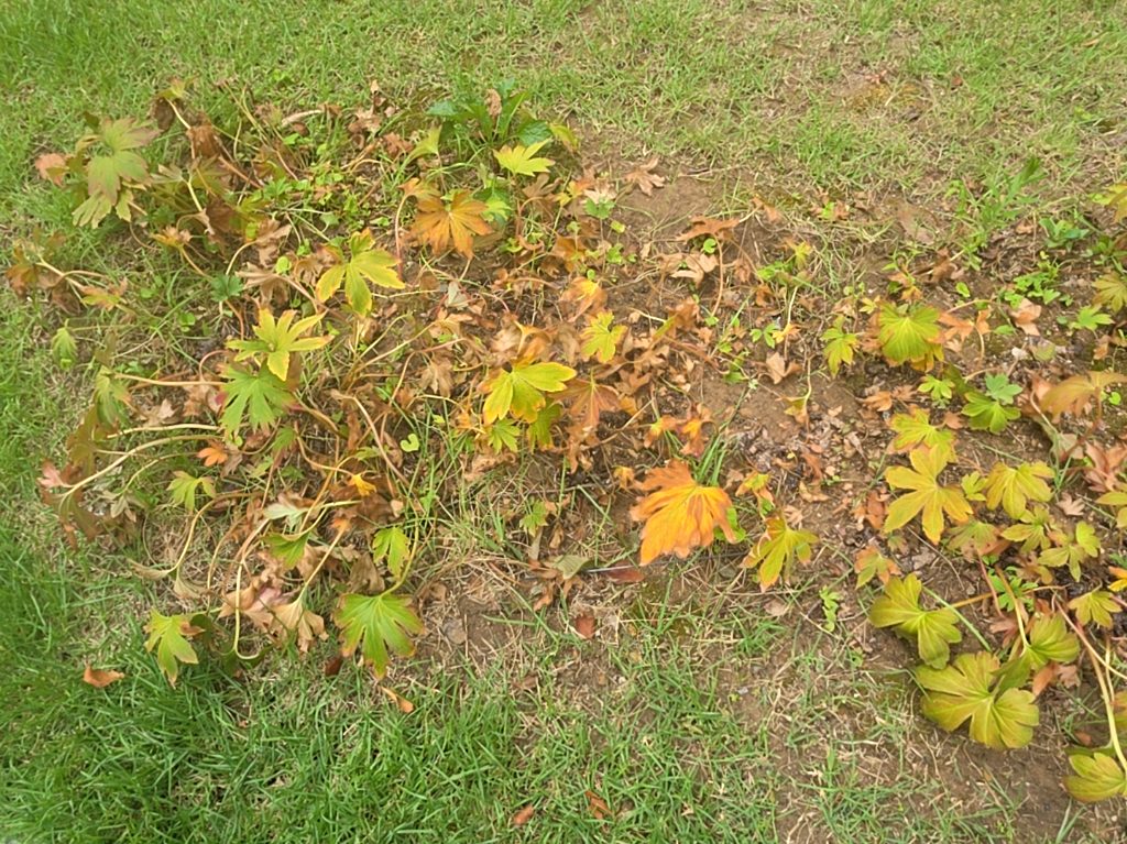 돌단풍 사진 1
