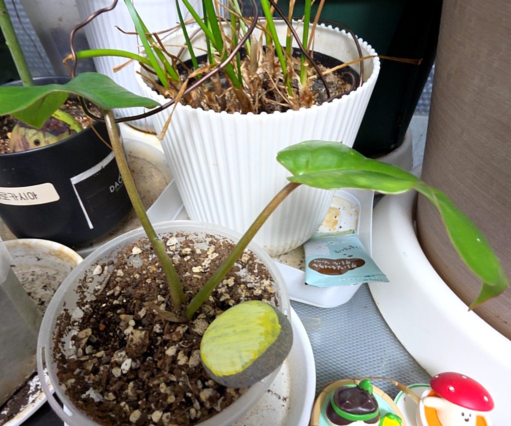 Philodendron erubescens 사진 1