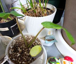 Philodendron erubescens
