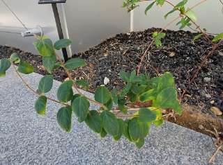Chinese Honeysuckle