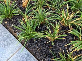 Ophiopogon japonicus