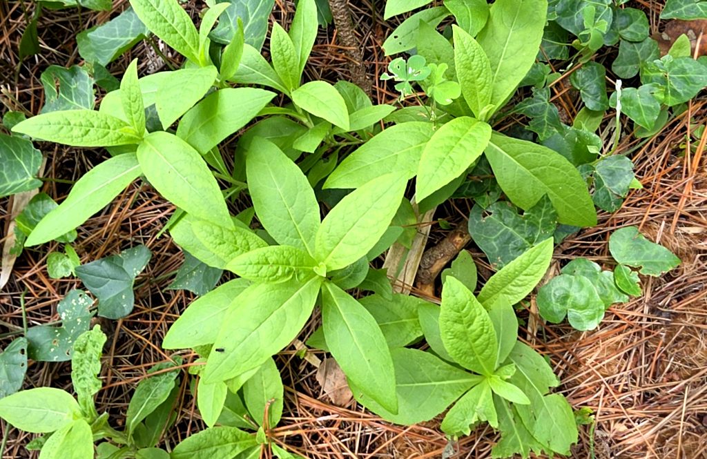 Oclemena acuminata 사진 1