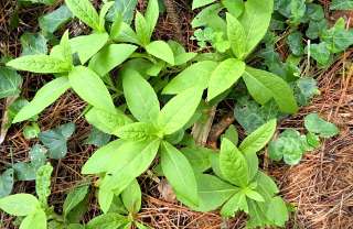 Oclemena acuminata
