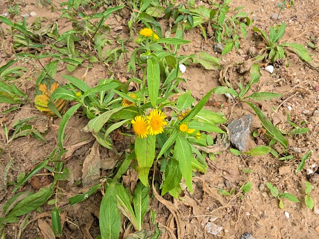 British elecampane photo 1