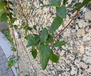 Chinese Honeysuckleの写真 2