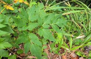 Angelica triquinata