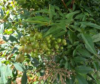 Chinese-bamboo