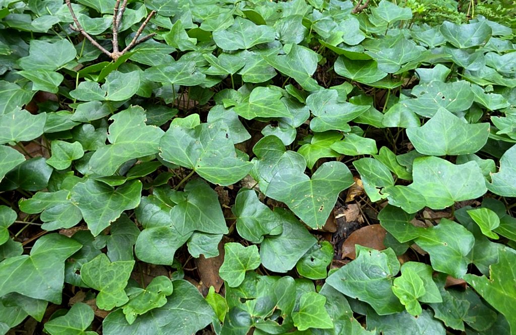 Hedera hibernica 사진 1