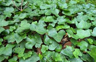Hedera hibernica