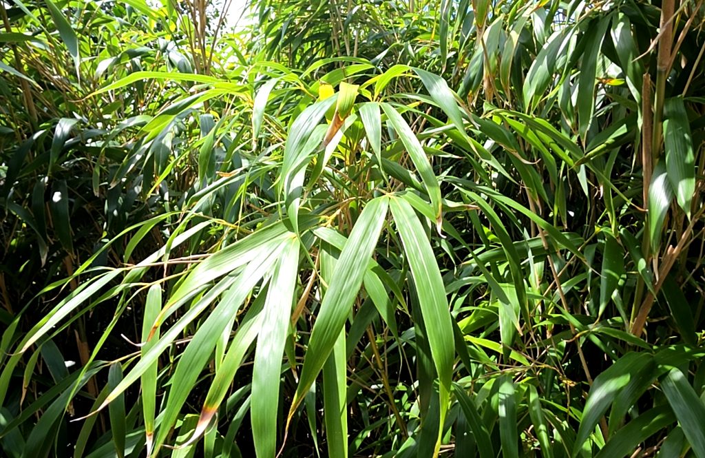 Pseudosasa japonica photo 1