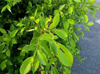 Cleyera japonica