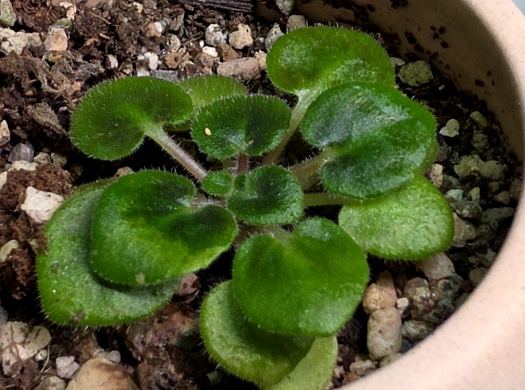 Streptocarpus ionanthus photo 1
