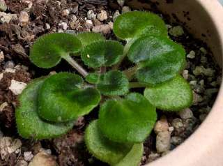 African Violet