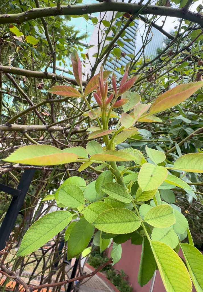 사과장미 사진 1