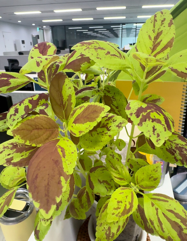 Plectranthus scutellarioides 사진 1