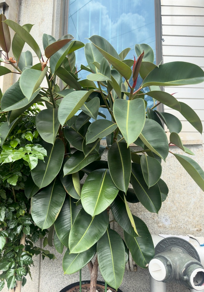 Ficus elastica photo 1