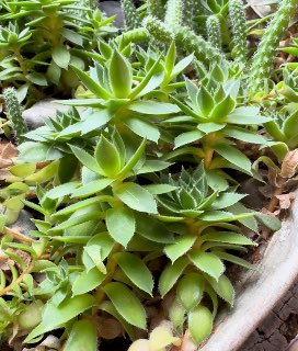Sempervivum globiferum