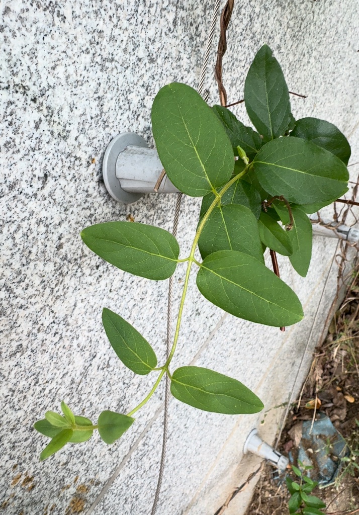 Lonicera japonica photo 1
