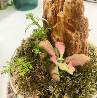 mosaic-plant