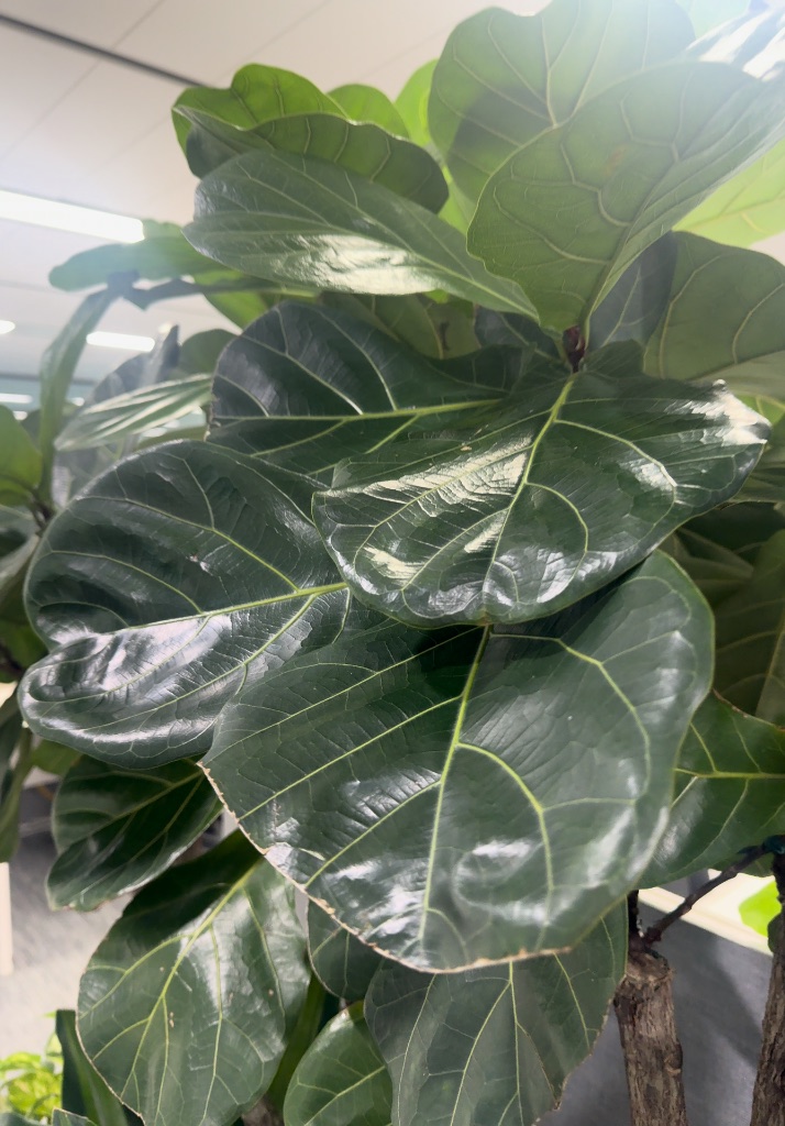 Fiddle-leaf Fig 사진 1