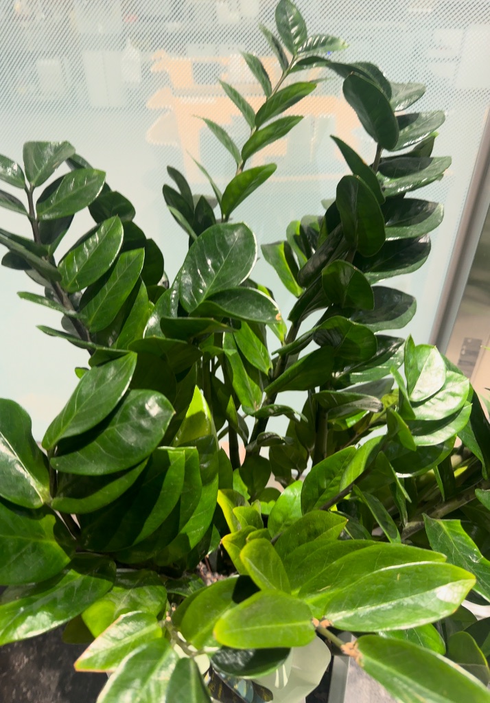 Zamioculcas zamiifolia photo 1