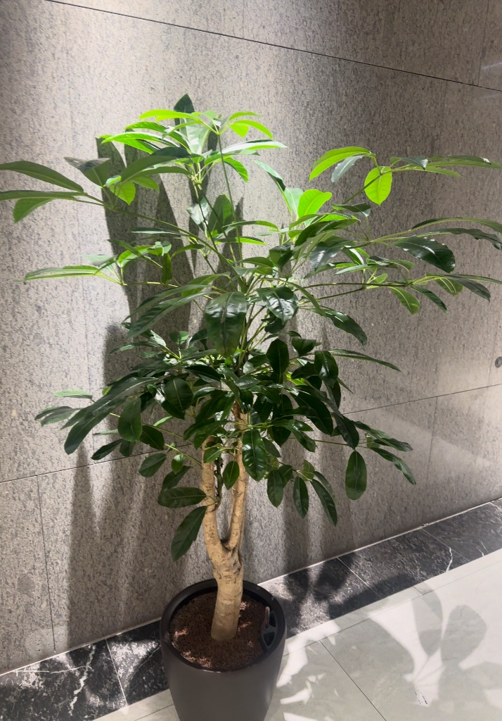 Heptapleurum actinophyllum photo 1