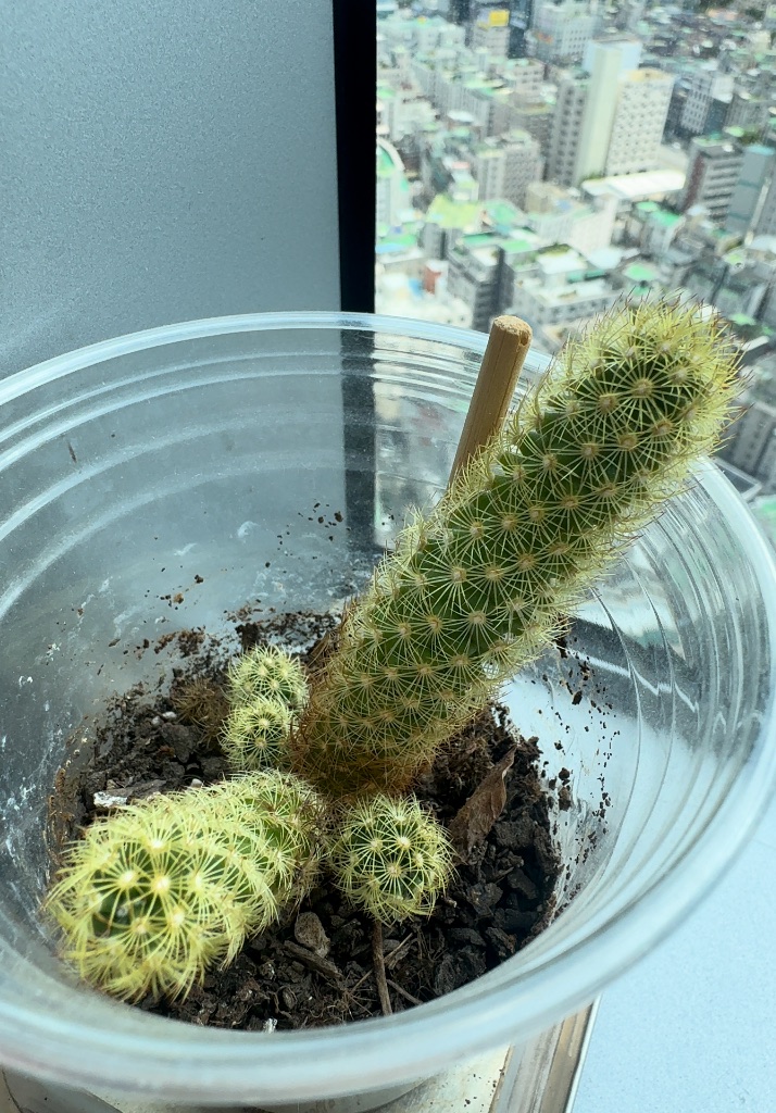 Mammillaria elongata photo 1