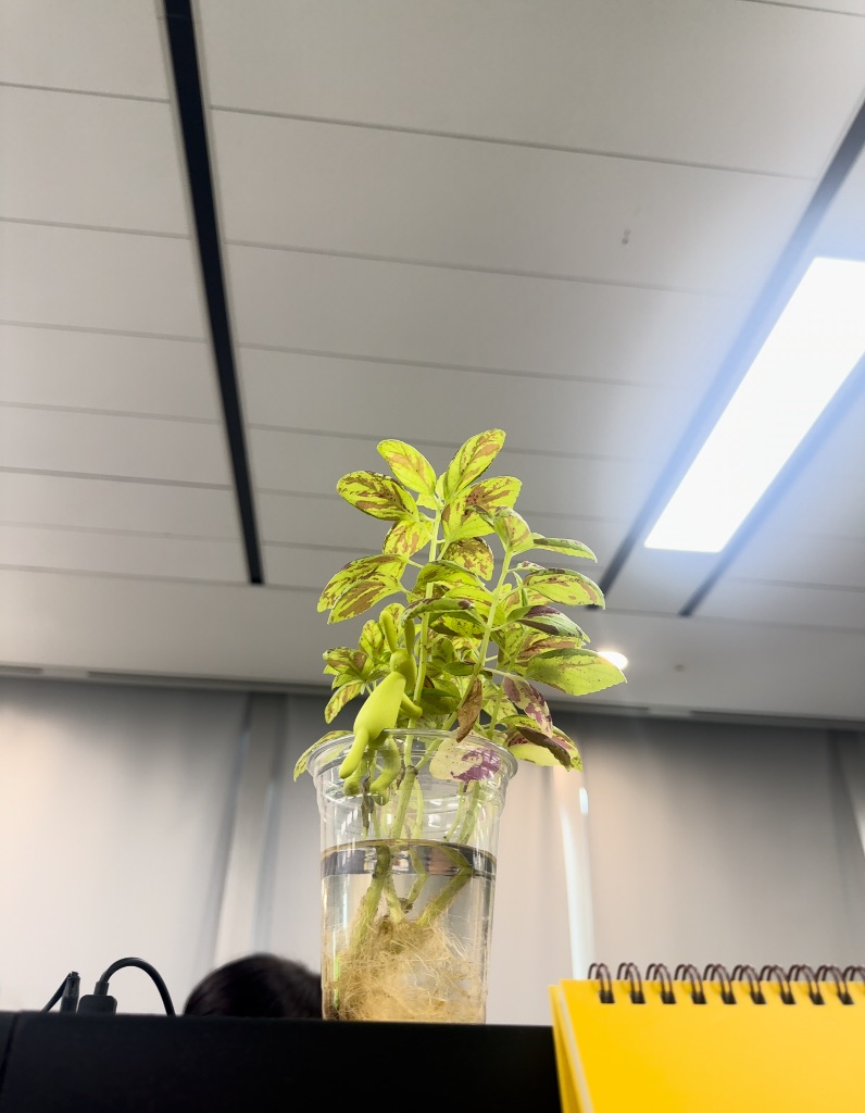 Golden Hullwort photo 1