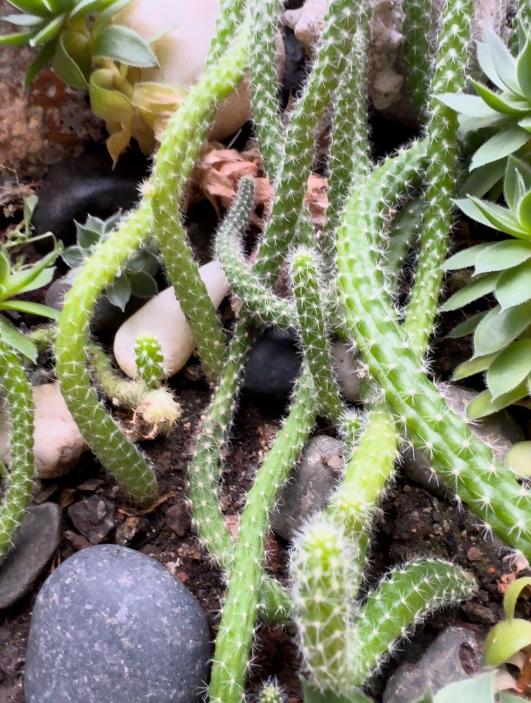 Echinopsis chamaecereus 사진 1